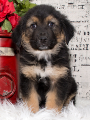 Medium Photo #1 Euro Mountain Sheparnese Puppy For Sale in Denver, CO, USA