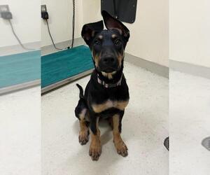 Doberman Pinscher-Unknown Mix Dogs for adoption in Fremont, CA, USA