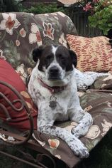 German Shorthaired Pointer Dogs for adoption in Keyport, NJ, USA