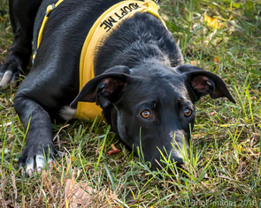 Medium Photo #1 Labrador Retriever-Rhodesian Ridgeback Mix Puppy For Sale in Shakopee, MN, USA