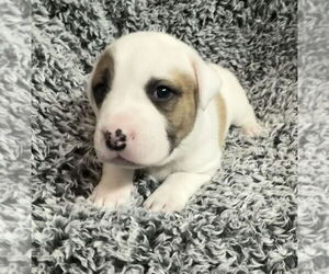 American Pit Bull Terrier-Australian Shepherd Mix Dogs for adoption in OKLAHOMA CITY, OK, USA