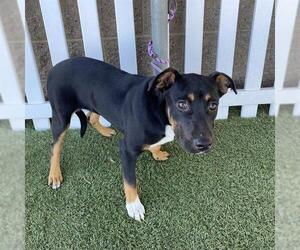 Staffordshire Bull Terrier-Unknown Mix Dogs for adoption in Modesto, CA, USA