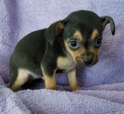 Chihuahua Dogs for adoption in Stockton, CA, USA