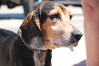 Medium Photo #1 Beagle-Unknown Mix Puppy For Sale in New Smyrna Beach, FL, USA