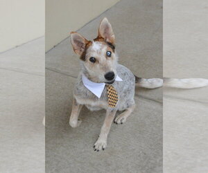 Mutt Dogs for adoption in McKinney, TX, USA