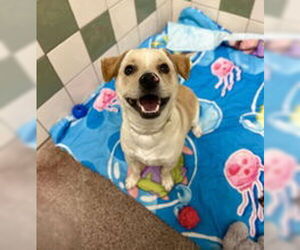 Chihuahua Dogs for adoption in Salinas, CA, USA