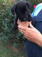 Labrador Retriever Dogs for adoption in SHERBURNE, NY, USA