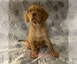 Cocker Spaniel Dogs for adoption in Zellwood, FL, USA