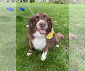 Australian Shepherd-Unknown Mix Dogs for adoption in Westwood, NJ, USA