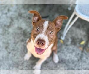 American Pit Bull Terrier-Unknown Mix Dogs for adoption in Santa Rosa, CA, USA