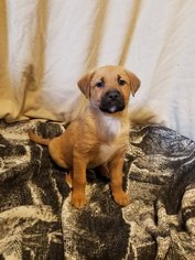 Labrador Retriever-Unknown Mix Dogs for adoption in Dodson, MT, USA
