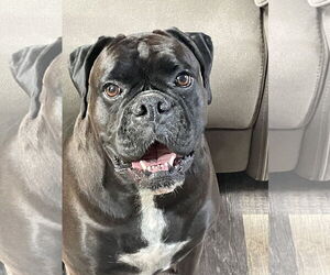 Boxer Dogs for adoption in Dumont, NJ, USA