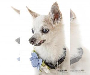 Chihuahua-Unknown Mix Dogs for adoption in Fullerton, CA, USA