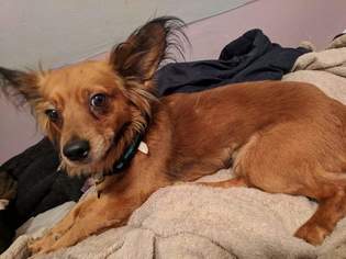 Papshund Dogs for adoption in Arlington, TX, USA