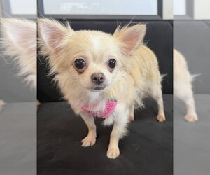 Chiranian Dogs for adoption in Mundelein, IL, USA