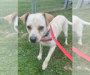 Boxador Dogs for adoption in Union, WV, USA