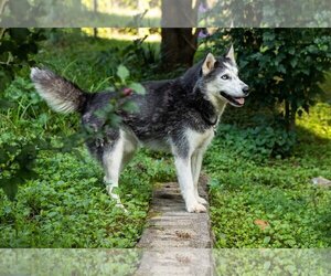 Siberian Husky Dogs for adoption in Rustburg, VA, USA