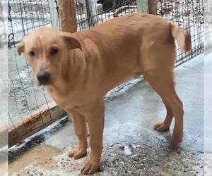 Shepradors Dogs for adoption in Pawtucket, RI, USA