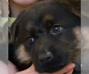 German Shepherd Dog Dogs for adoption in Tracy, CA, USA