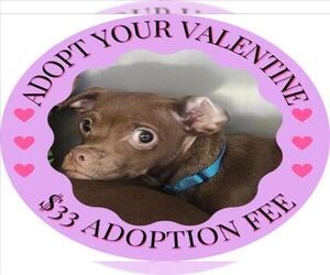 Chihuahua Dogs for adoption in Santa Cruz, CA, USA