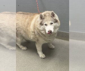 Siberian Husky-Unknown Mix Dogs for adoption in Las Vegas, NV, USA