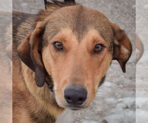 Collie Dogs for adoption in Huntley, IL, USA