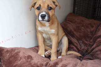 Medium Photo #1 Labrador Retriever-Unknown Mix Puppy For Sale in Whitestone, NY, USA
