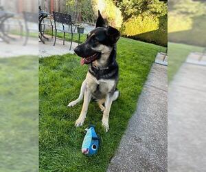 German Shepherd Dog Dogs for adoption in San Martin, CA, USA