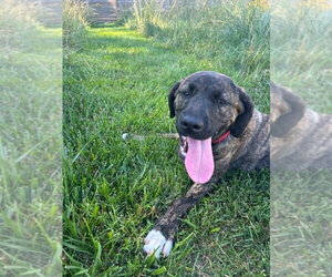 Mutt Dogs for adoption in Candler, NC, USA
