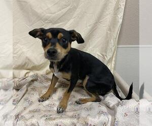 Chihuahua Dogs for adoption in Modesto, CA, USA