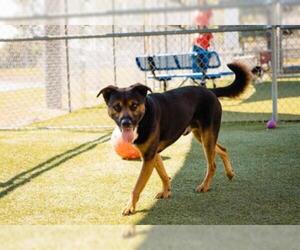 Shepweiller Dogs for adoption in Orlando, FL, USA