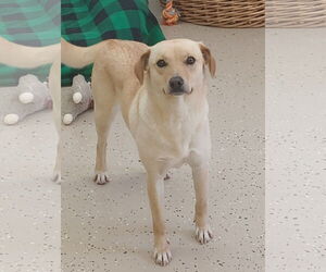 Rat Terrier-Unknown Mix Dogs for adoption in York, SC, USA