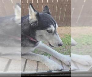 - Mix Dogs for adoption in San Antonio, TX, USA