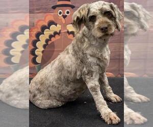 Cock-A-Poo Dogs for adoption in Westminster, MD, USA