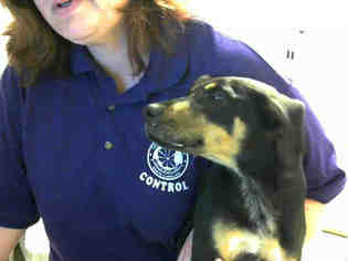 Rotterman Dogs for adoption in Fayetteville, NC, USA