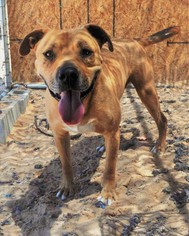 Bullboxer Pit Dogs for adoption in Tempe, AZ, USA