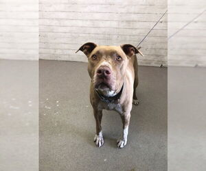 American Pit Bull Terrier-Unknown Mix Dogs for adoption in San Bernardino, CA, USA