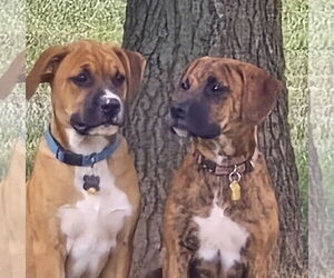 Boxer-Unknown Mix Dogs for adoption in Burnsville, MN, USA