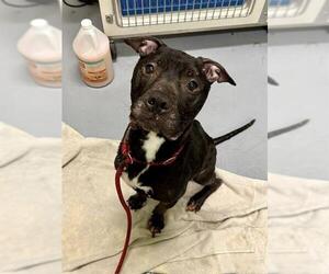 American Staffordshire Terrier-Unknown Mix Dogs for adoption in Louisville, KY, USA
