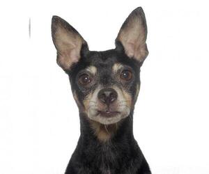Chihuahua Dogs for adoption in ft lauderdale, FL, USA