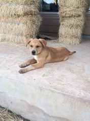 Small Black Mouth Cur-Red Heeler Mix