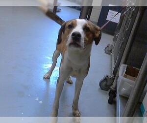 American Foxhound-Unknown Mix Dogs for adoption in Fayetteville, NC, USA