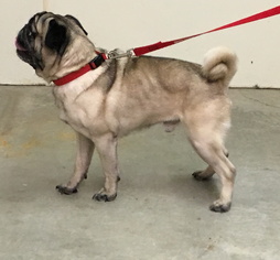 Pug Dogs for adoption in Mitchell, SD, USA