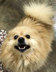 Pomeranian Dogs for adoption in Little Elm, TX, USA