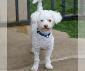 Maltese-Poodle (Toy) Mix Dogs for adoption in Malibu, CA, USA