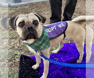 Pug Dogs for adoption in Mission Viejo, CA, USA