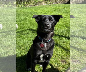 Collie-Unknown Mix Dogs for adoption in Bellevue, WA, USA