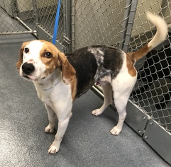 Mutt Dogs for adoption in Glen Allen, VA, USA