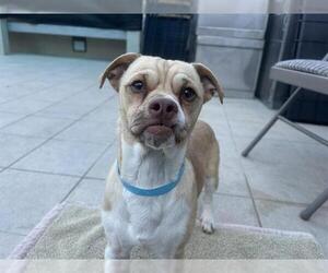 Chihuahua Dogs for adoption in Redwood City, CA, USA