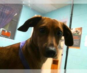 Dachshund Dogs for adoption in Lufkin, TX, USA